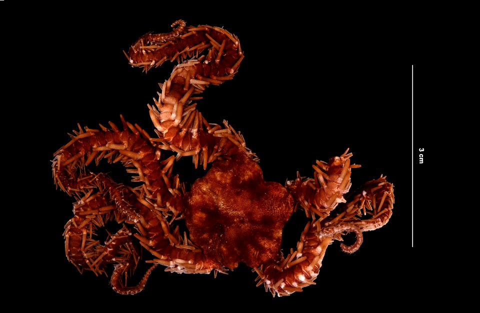 PRESERVED_SPECIMEN; Preparations:	Alcohol (Ethanol); Ophiocoma echinata (Lamarck, 1816); Individual count:	1; Type status:	 (no data); Identified by:	Ahearn, Cynthia, (IZ), Smithsonian Institution  Na