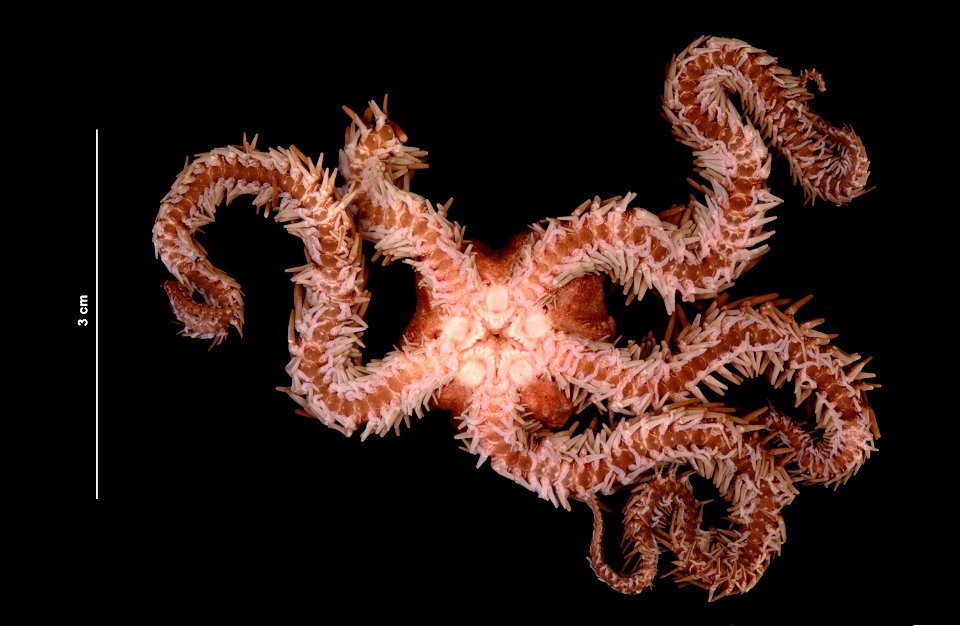 PRESERVED_SPECIMEN; Preparations:	Alcohol (Ethanol); Ophiocoma echinata (Lamarck, 1816); Individual count:	1; Type status:	 (no data); Identified by:	Ahearn, Cynthia, (IZ), Smithsonian Institution  Na