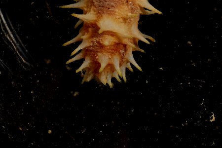 PRESERVED_SPECIMEN; Preparations:	Ethanol  95%; Holothuria Linnaeus, 1767; Individual count:	1; Type status:	 (no data); Identified by:	 (no data); Event date:	20181012T00:00:00Z; Additional descripti