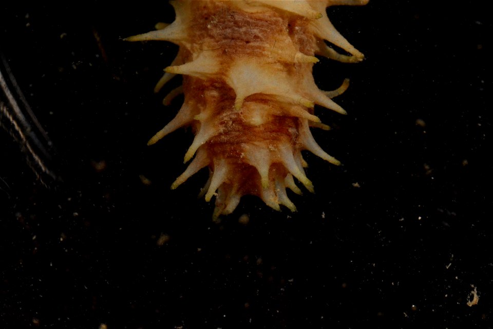 PRESERVED_SPECIMEN; Preparations:	Ethanol  95%; Holothuria Linnaeus, 1767; Individual count:	1; Type status:	 (no data); Identified by:	 (no data); Event date:	20181012T00:00:00Z; Additional descripti