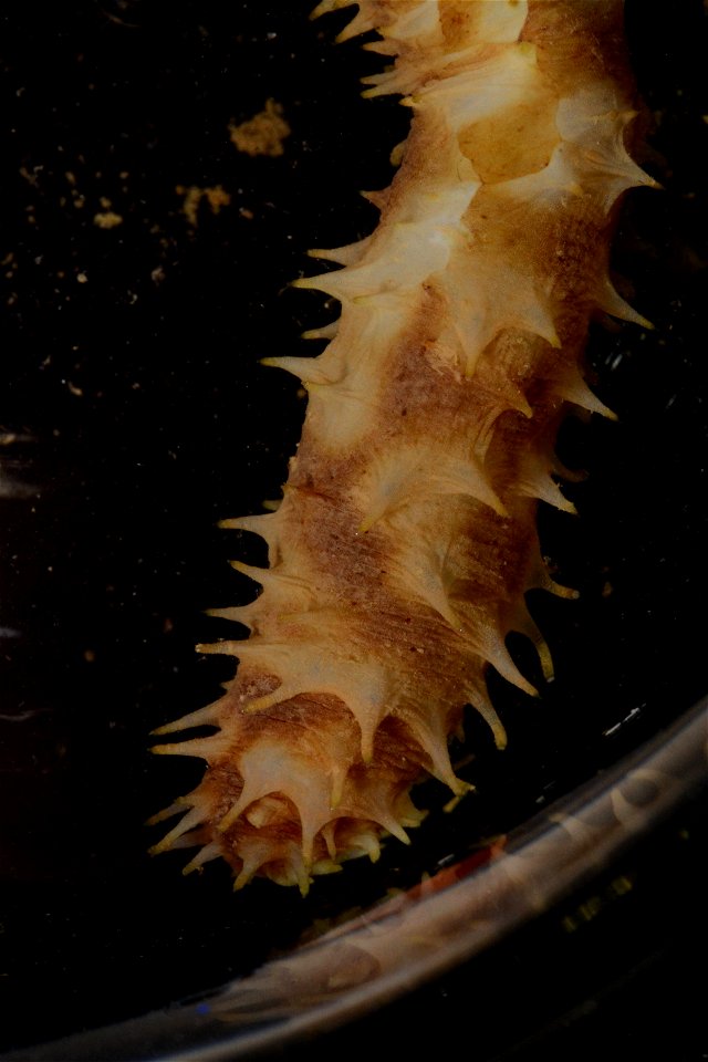 PRESERVED_SPECIMEN; Preparations:	Ethanol  95%; Holothuria Linnaeus, 1767; Individual count:	1; Type status:	 (no data); Identified by:	 (no data); Event date:	20181012T00:00:00Z; Additional descripti
