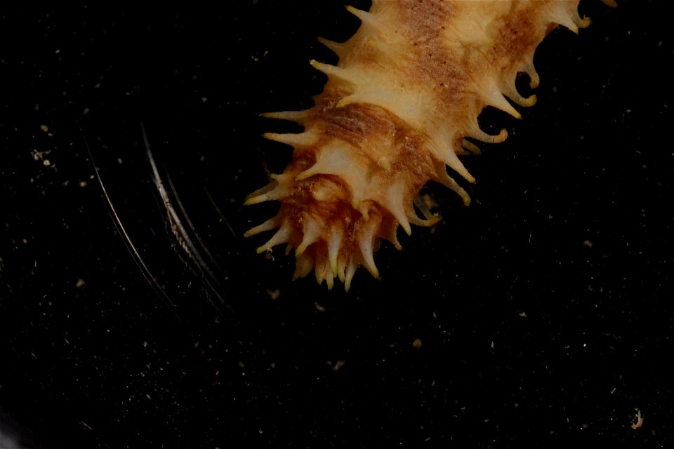 PRESERVED_SPECIMEN; Preparations:	Ethanol  95%; Holothuria Linnaeus, 1767; Individual count:	1; Type status:	 (no data); Identified by:	 (no data); Event date:	20181012T00:00:00Z; Additional descripti