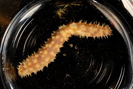 PRESERVED_SPECIMEN; Preparations:	Ethanol  95%; Holothuria Linnaeus, 1767; Individual count:	1; Type status:	 (no data); Identified by:	 (no data); Event date:	20181012T00:00:00Z; Additional descripti