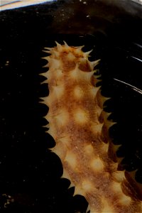 PRESERVED_SPECIMEN; Preparations:	Ethanol  95%; Holothuria Linnaeus, 1767; Individual count:	1; Type status:	 (no data); Identified by:	 (no data); Event date:	20181012T00:00:00Z; Additional descripti