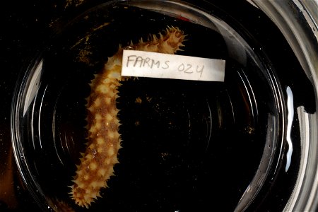 PRESERVED_SPECIMEN; Preparations:	Ethanol  95%; Holothuria Linnaeus, 1767; Individual count:	1; Type status:	 (no data); Identified by:	 (no data); Event date:	20181012T00:00:00Z; Additional descripti