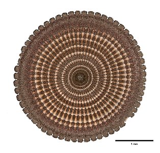Echinometra oblonga (Blainville, 1825). Cross section of spine.
Echinometra mathaei oblonga (YPM IZ 080321). Digital Image: Yale Peabody Museum of Natural History; photo by Daniel J. Drew 2016
Prepara