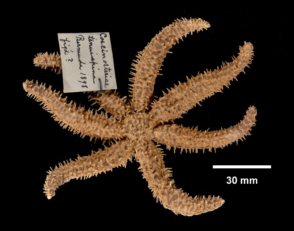 Coscinasterias tenuispina (Lamarck, 1816) - Preserved specimen
Stolasterias tenuispina (YPM IZ 009661.EC). Digital Image: Yale Peabody Museum of Natural History; photo by Eric A. Lazo-Wasem 2015
Locat