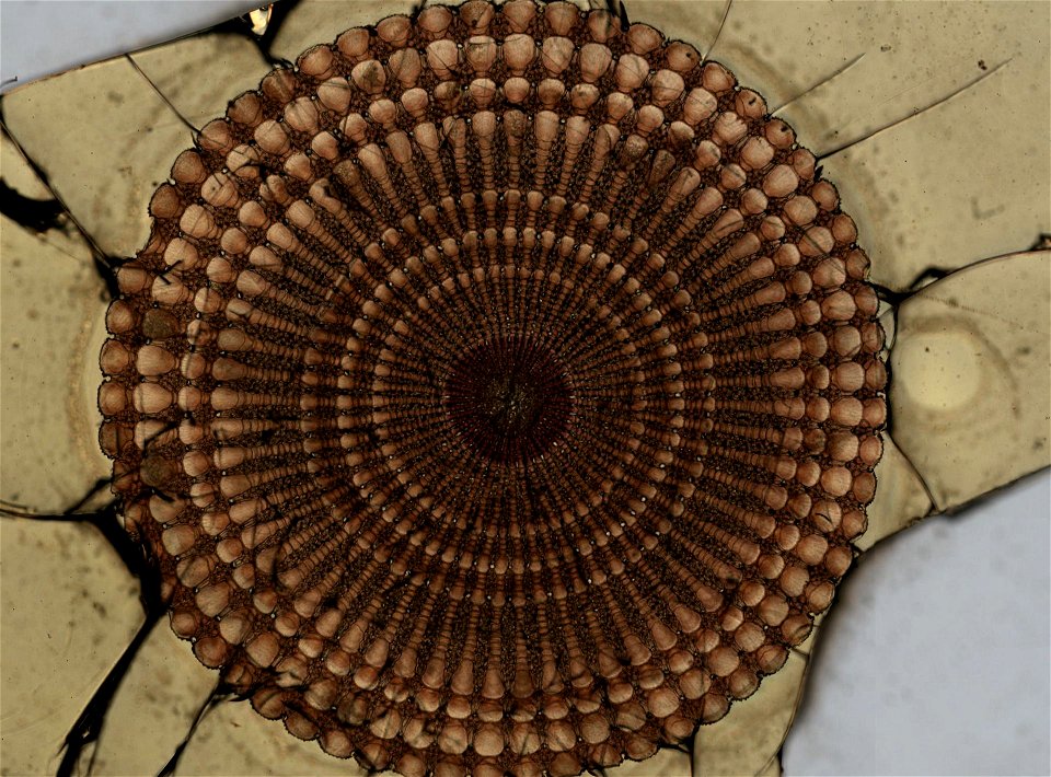Echinometra oblonga (Blainville, 1825). balsam, spine.
Echinometra mathaei oblonga (YPM IZ 093854). Digital Image: Yale Peabody Museum of Natural History; photo by Daniel J. Drew 2018
Preparations: 	m