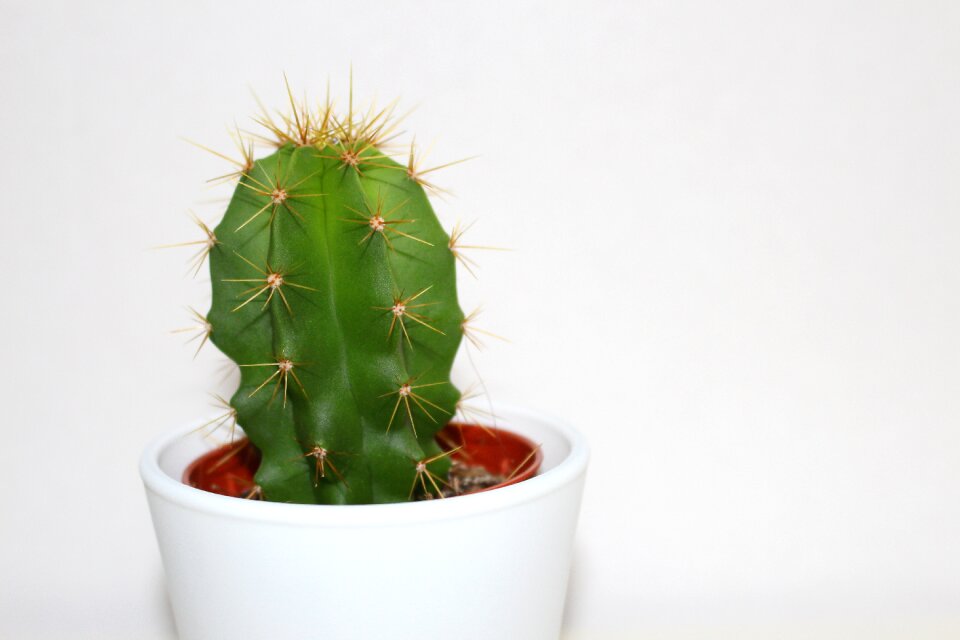 Plant nature botany