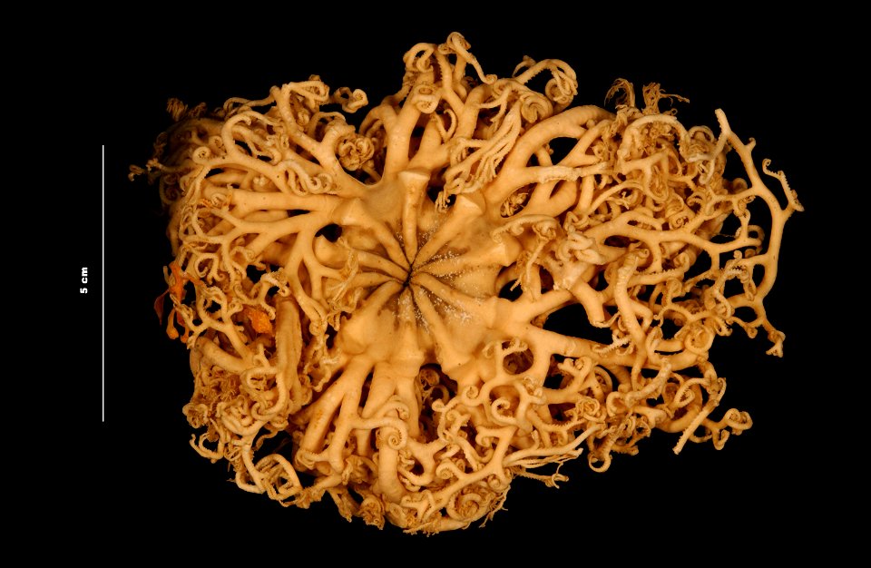 PRESERVED_SPECIMEN; Preparations:	Alcohol (Ethanol); Astrophyton muricatum (Lamarck, 1816); Individual count:	1; Type status:	 (no data); Identified by:	Smith, K.; Event date:	19800131T00:00:00Z; Addi