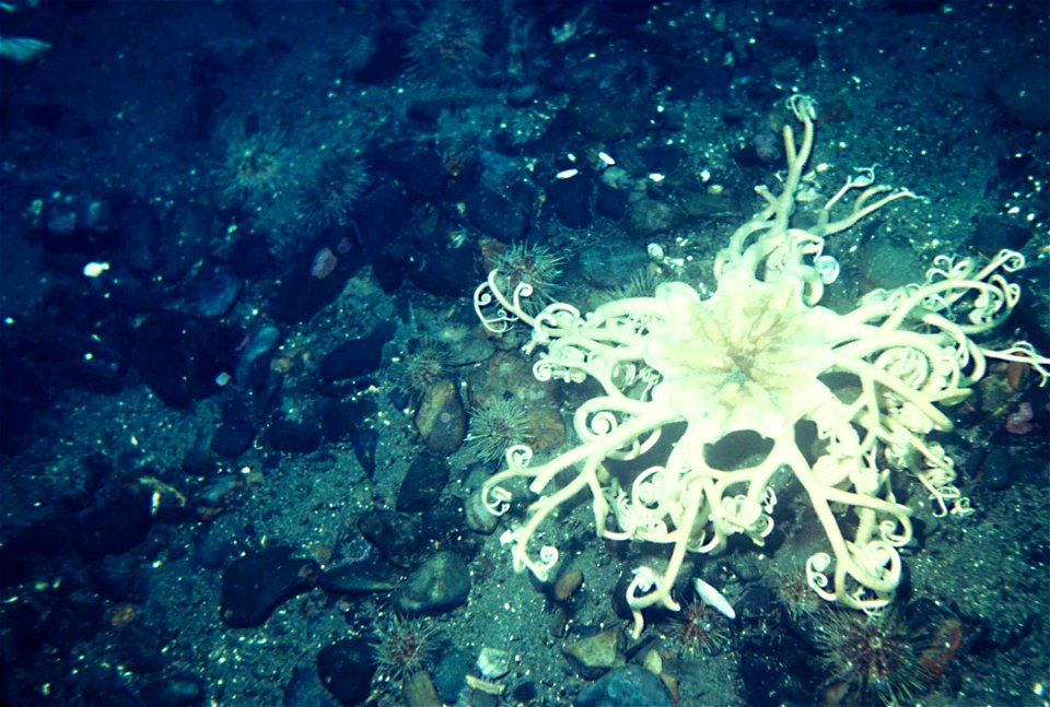 Image title: Basket starfish underwater astrophyton muriatum
Image from Public domain images website, http://www.public-domain-image.com/full-image/nature-landscapes-public-domain-images-pictures/unde