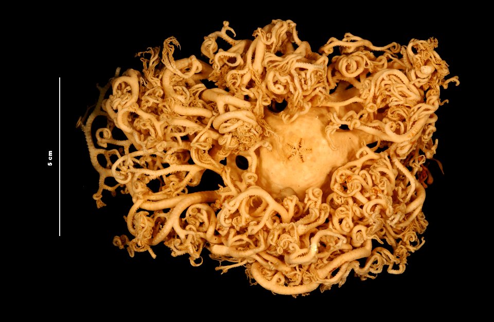 PRESERVED_SPECIMEN; Preparations:	Alcohol (Ethanol); Astrophyton muricatum (Lamarck, 1816); Individual count:	1; Type status:	 (no data); Identified by:	Smith, K.; Event date:	19800131T00:00:00Z; Addi