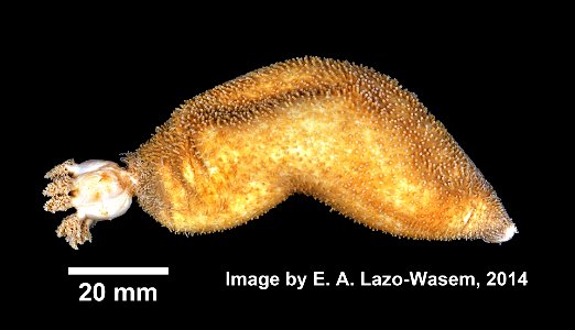 Sclerodactyla briareus (Lesueur, 1824)
Thyone briareus (YPM IZ 008052.EC). Digital Image: Yale Peabody Museum of Natural History; photo by Eric A. Lazo-Wasem 2014
Country or area 	 	United States of A