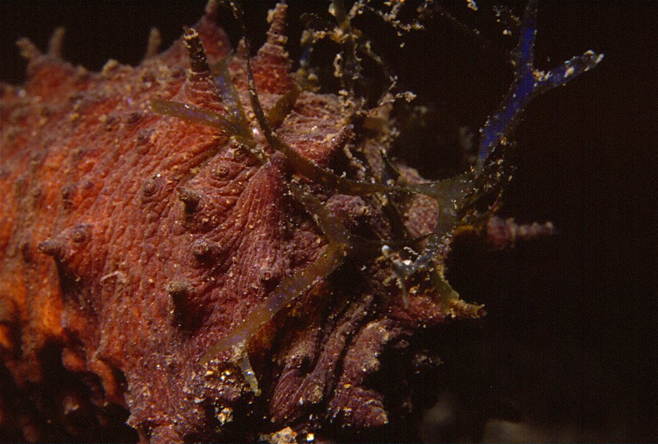 Ocnus planci (Brandt, 1835) - Banyuls-sur-Mer : 07/89