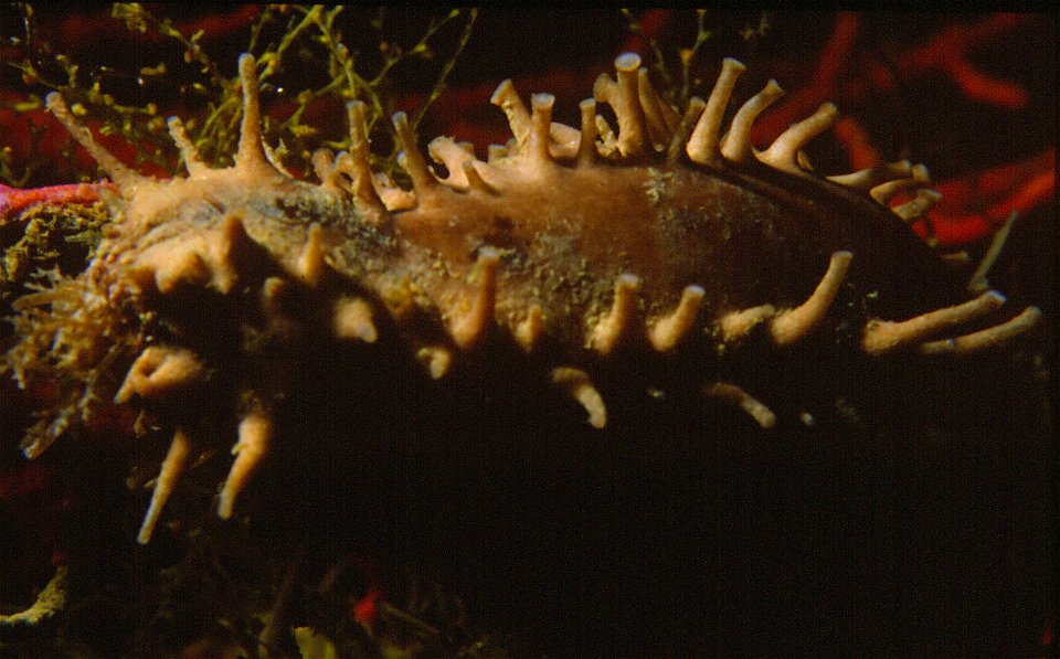 Ocnus planci (Brandt, 1835) - Banyuls-sur-Mer : 08/85