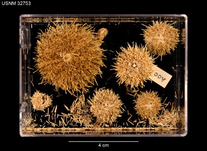 PRESERVED_SPECIMEN; Preparations: Dry; Strongylocentrotus echinoides A.Agassiz & H.L.Clark, 1907; Individual count: 7; Type status: SYNTYPE; Identified by: Agassiz, Alexander E.; Clark, Hubert L.; photo