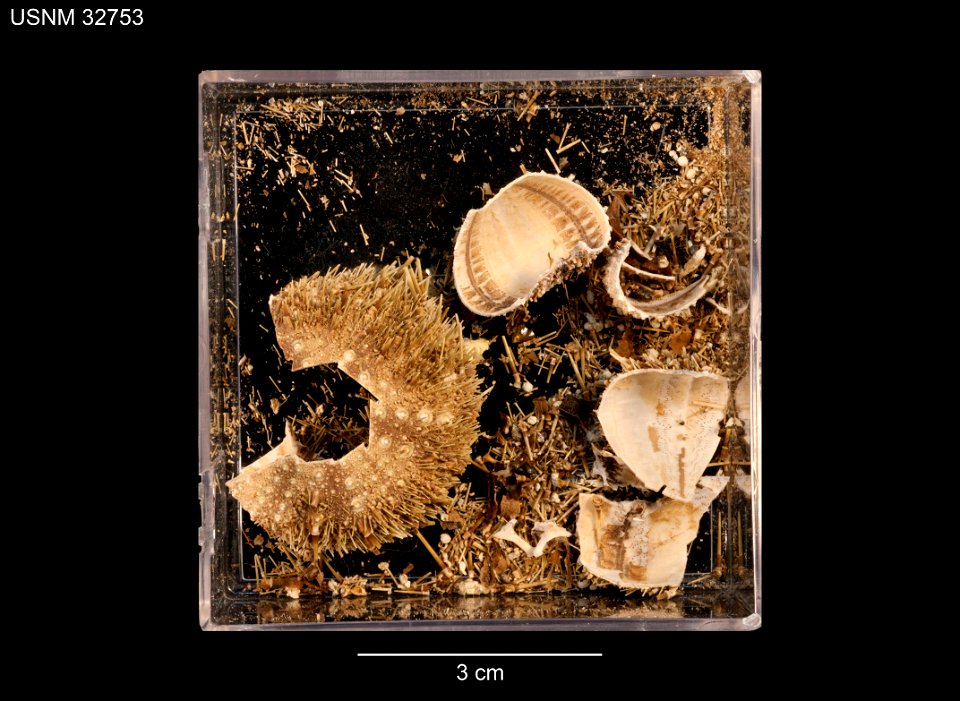 PRESERVED_SPECIMEN; Preparations:	Dry; Strongylocentrotus echinoides A.Agassiz & H.L.Clark, 1907; Individual count:	7; Type status:	SYNTYPE; Identified by:	Agassiz, Alexander E.; Clark, Hubert L.;