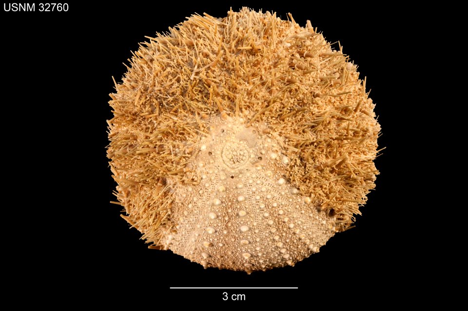 PRESERVED_SPECIMEN; Preparations:	Dry; Strongylocentrotus echinoides A.Agassiz & H.L.Clark, 1907; Individual count:	1; Type status:	SYNTYPE; Identified by:	Agassiz, Alexander E.; Clark, Hubert L.;