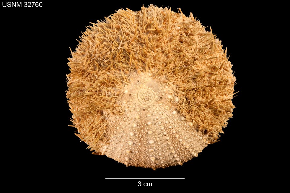 PRESERVED_SPECIMEN; Preparations: Dry; Strongylocentrotus echinoides A.Agassiz & H.L.Clark, 1907; Individual count: 1; Type status: SYNTYPE; Identified by: Agassiz, Alexander E.; Clark, Hubert L.; photo