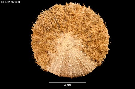 PRESERVED_SPECIMEN; Preparations:	Dry; Strongylocentrotus echinoides A.Agassiz & H.L.Clark, 1907; Individual count:	1; Type status:	SYNTYPE; Identified by:	Agassiz, Alexander E.; Clark, Hubert L.;