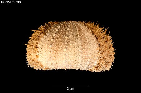 PRESERVED_SPECIMEN; Preparations: Dry; Strongylocentrotus echinoides A.Agassiz & H.L.Clark, 1907; Individual count: 1; Type status: SYNTYPE; Identified by: Agassiz, Alexander E.; Clark, Hubert L.; photo