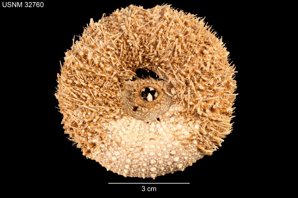 PRESERVED_SPECIMEN; Preparations:	Dry; Strongylocentrotus echinoides A.Agassiz & H.L.Clark, 1907; Individual count:	1; Type status:	SYNTYPE; Identified by:	Agassiz, Alexander E.; Clark, Hubert L.;