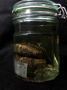 PRESERVED_SPECIMEN; Preparations: Alcohol (Ethanol); Strongylocentrotus pallidus (Sars G.O., 1872); Individual count: 3; Type status: (no data); Identified by: (no data); Event date: 20140804T00:00: photo