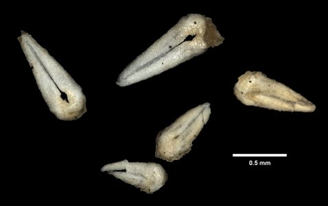 Asterias rollestoni Bell, 1881 - Preserved specimen - Dry pedicellaria Asterias rollestoni (YPM IZ 080407). Digital Image: Yale Peabody Museum of Natural History; photo by Daniel J. Drew 2016 ; L photo