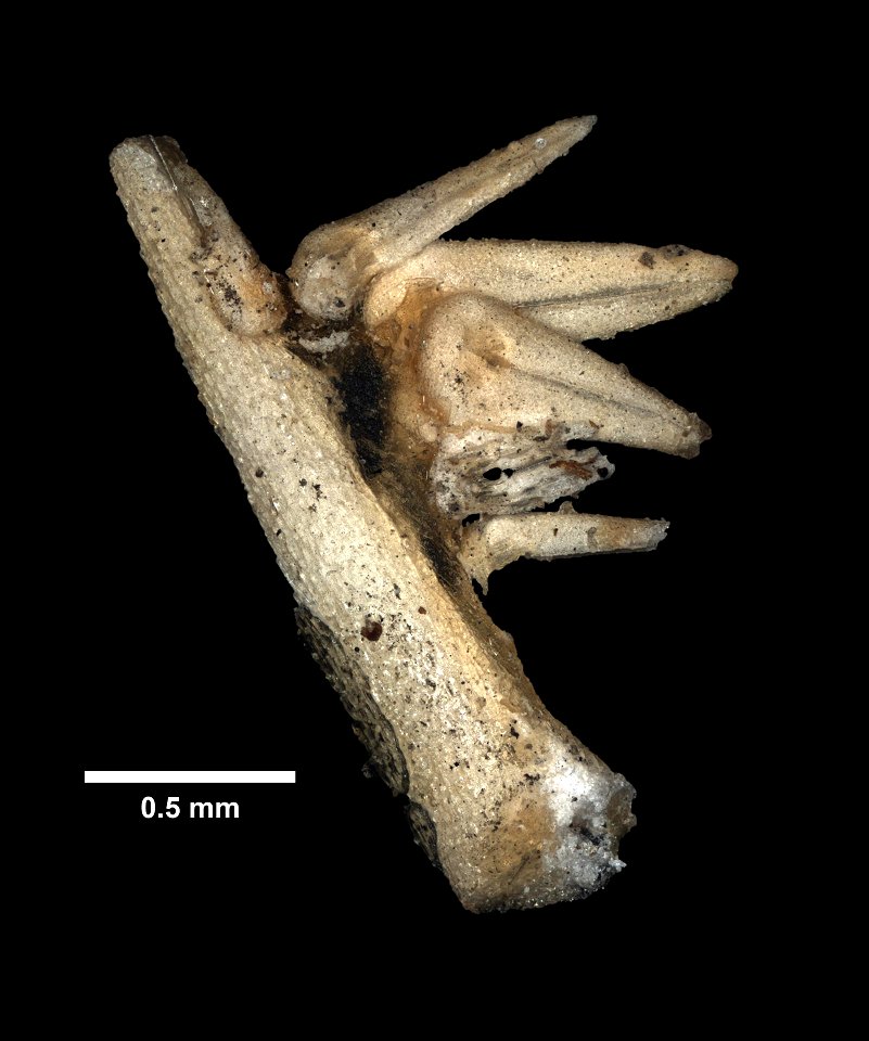 Asterias rollestoni Bell, 1881 - Preserved specimen - Dry ossicles, pedicellaria
Asterias rollestoni (YPM IZ 080407). Digital Image: Yale Peabody Museum of Natural History; photo by Daniel J. Drew 201