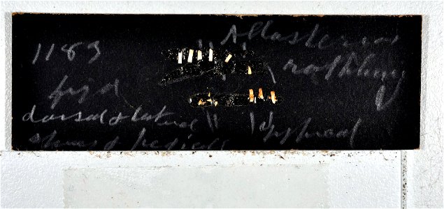 Asterias rollestoni Bell, 1881 - Preserved specimen - Asterias rollestoni (YPM IZ 080407). Digital Image: Yale Peabody Museum of Natural History; photo by Daniel J. Drew 2010 ; Location Country photo