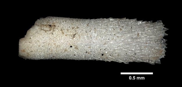 Asterias rollestoni Bell, 1881 - Preserved specimen - Dry ossicles Asterias rollestoni (YPM IZ 080407). Digital Image: Yale Peabody Museum of Natural History; photo by Daniel J. Drew 2016 ; Locat photo