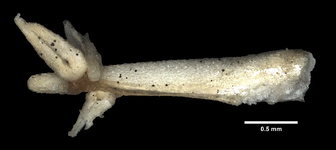 Asterias rollestoni Bell, 1881 - Preserved specimen - Dry ossicles, pedicellaria Asterias rollestoni (YPM IZ 080407). Digital Image: Yale Peabody Museum of Natural History; photo by Daniel J. Drew 201 photo