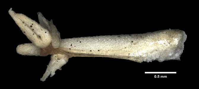 Asterias rollestoni Bell, 1881 - Preserved specimen - Dry ossicles, pedicellaria
Asterias rollestoni (YPM IZ 080407). Digital Image: Yale Peabody Museum of Natural History; photo by Daniel J. Drew 201
