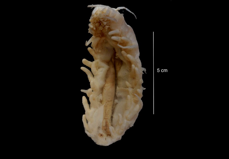 PRESERVED_SPECIMEN; Preparations:	Alcohol (Ethanol); Oneirophanta mutabilis mutabilis; Individual count:	1; Type status:	 (no data); Identified by:	Carney, Robert S.; Event date:	19650815T00:00:00Z; A