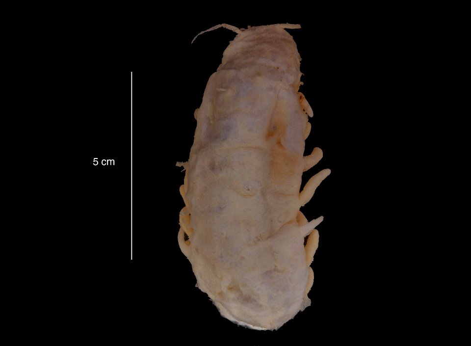 PRESERVED_SPECIMEN; Preparations:	Alcohol (Ethanol); Oneirophanta mutabilis mutabilis; Individual count:	1; Type status:	 (no data); Identified by:	Carney, Robert S.; Event date:	19650815T00:00:00Z; A