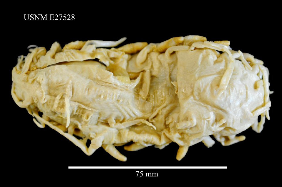 PRESERVED_SPECIMEN; Preparations:	Alcohol (Ethanol); Oneirophanta mutabilis mutabilis; Individual count:	3; Type status:	 (no data); Identified by:	Agatep, C.; Event date:	19630908T00:00:00Z; Addition