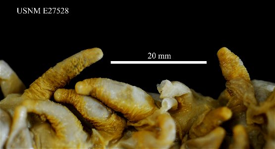 PRESERVED_SPECIMEN; Preparations: Alcohol (Ethanol); Oneirophanta mutabilis mutabilis; Individual count: 3; Type status: (no data); Identified by: Agatep, C.; Event date: 19630908T00:00:00Z; Addition photo