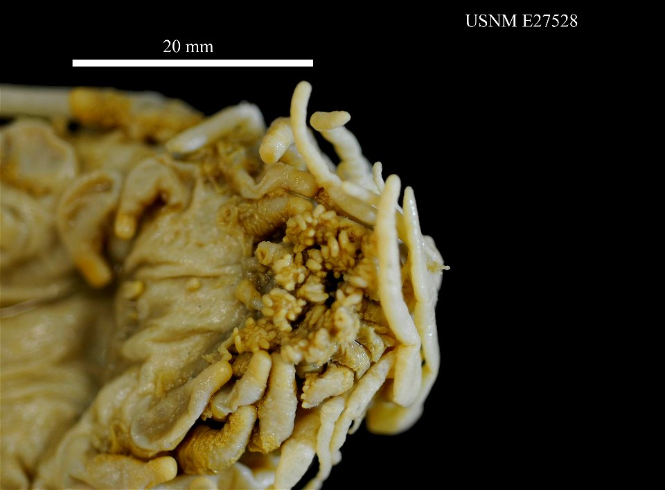 PRESERVED_SPECIMEN; Preparations:	Alcohol (Ethanol); Oneirophanta mutabilis mutabilis; Individual count:	3; Type status:	 (no data); Identified by:	Agatep, C.; Event date:	19630908T00:00:00Z; Addition