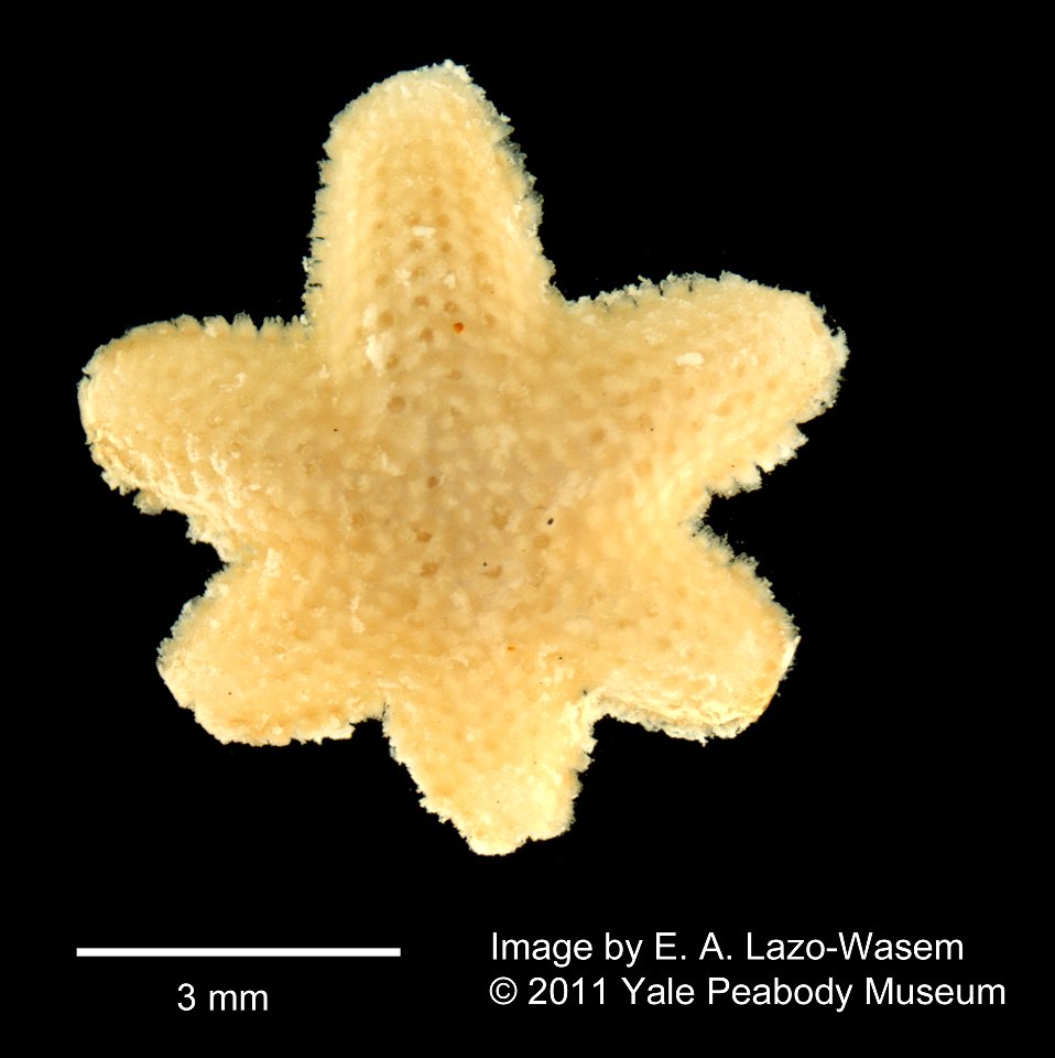 Aquilonastra burtoni (YPM IZ 046857). Digital Image: Yale Peabody Museum of Natural History; photo by Eric A. Lazo-Wasem 2011