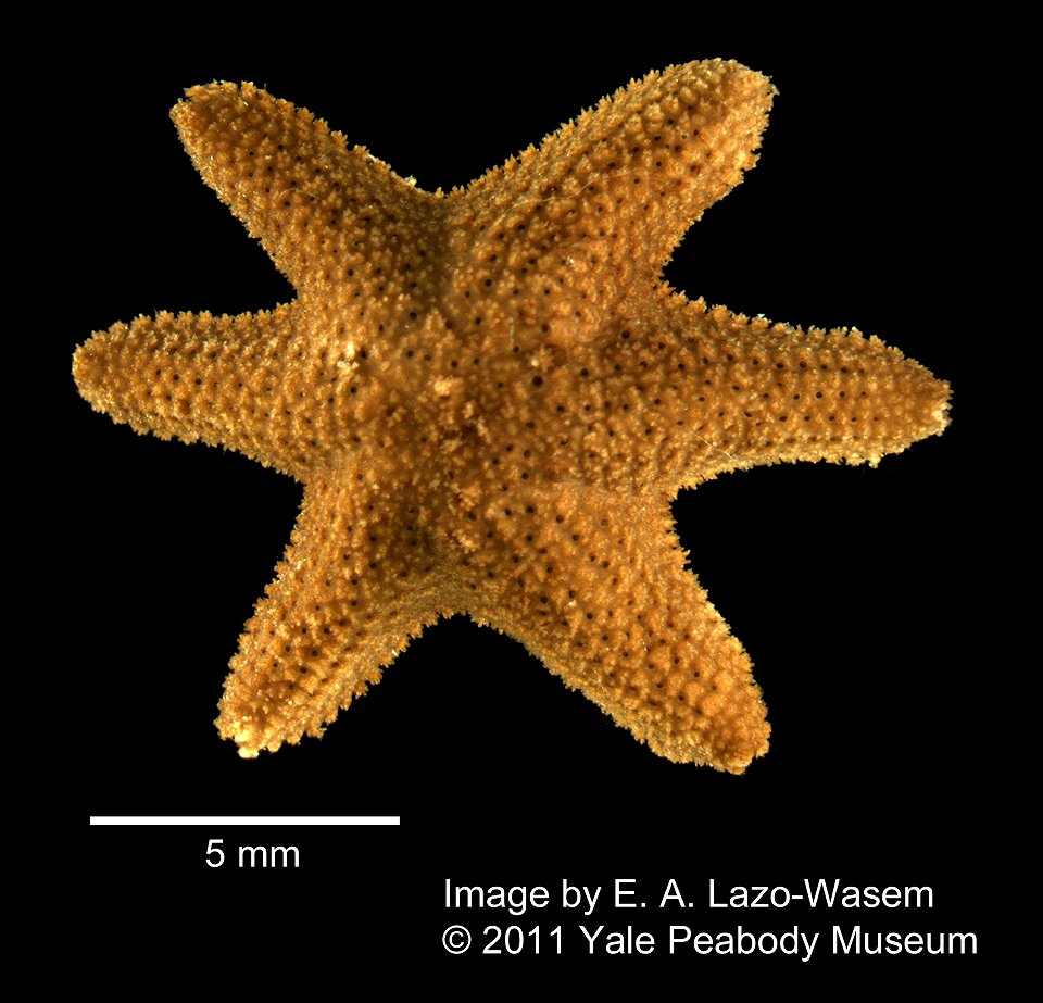 Aquilonastra burtoni (Gray, 1840) - Preserved specimen
Aquilonastra burtoni (YPM IZ 006832.EC). Digital Image: Yale Peabody Museum of Natural History; photo by Eric A. Lazo-Wasem 2011 ; Identifie
