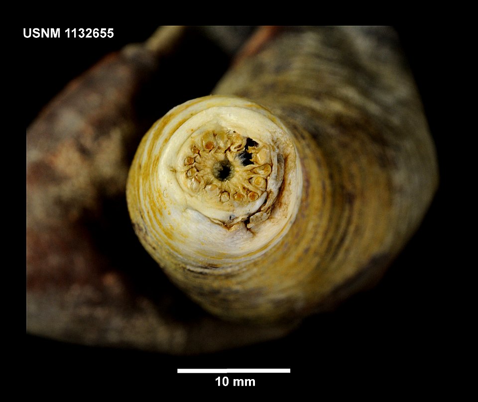 PRESERVED_SPECIMEN; Preparations: Alcohol (Ethanol); Molpadia musculus Risso, 1826; Individual count: 1; Type status: (no data); Identified by: O'Loughlin, P. M.; Whitfield, Emily; Event date: 20 photo