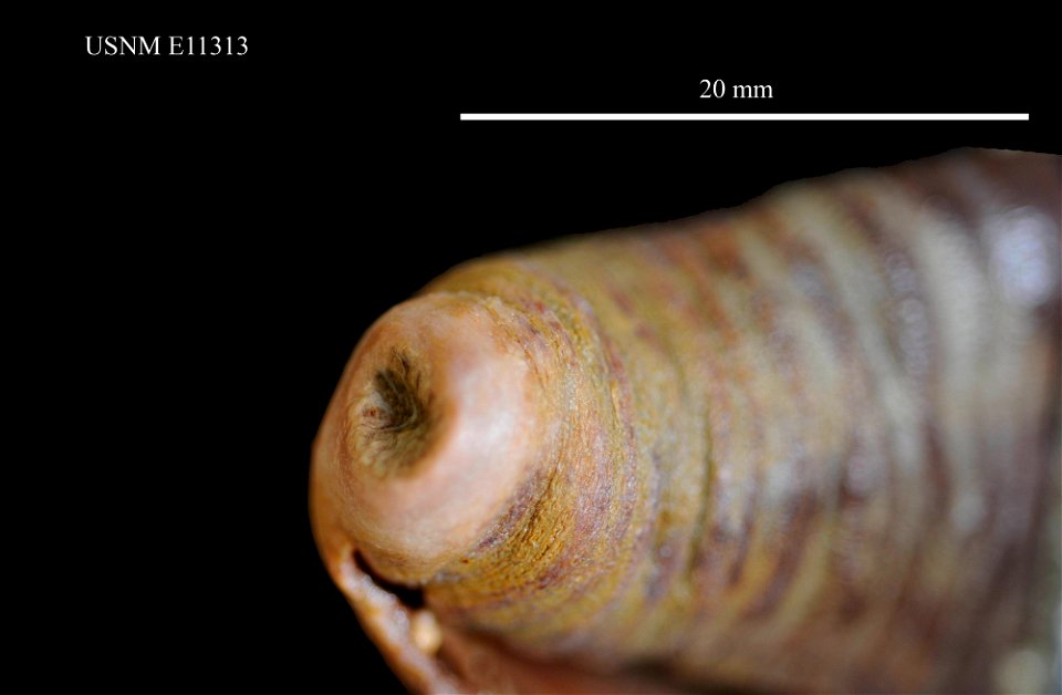 PRESERVED_SPECIMEN; Preparations:	Alcohol (Ethanol); Molpadia musculus Risso, 1826; Individual count:	97; Type status:	 (no data); Identified by:	Pawson, David L., Smithsonian Institution, National Mu