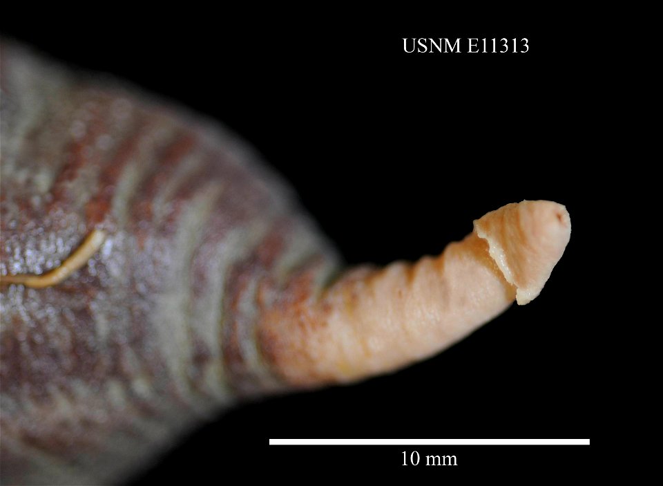 PRESERVED_SPECIMEN; Preparations:	Alcohol (Ethanol); Molpadia musculus Risso, 1826; Individual count:	97; Type status:	 (no data); Identified by:	Pawson, David L., Smithsonian Institution, National Mu