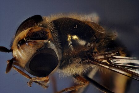Close up insect macro photo
