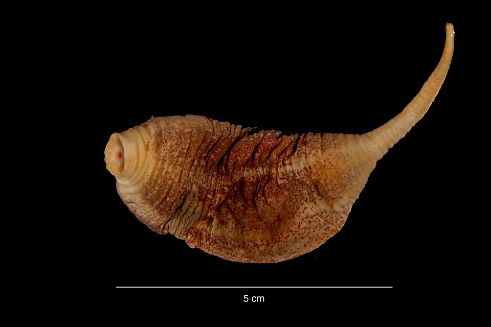 PRESERVED_SPECIMEN; Preparations:	Alcohol (Ethanol); Molpadia musculus Risso, 1826; Individual count:	4; Type status:	 (no data); Identified by:	Ahearn, Cynthia, (IZ), Smithsonian Institution  Nationa