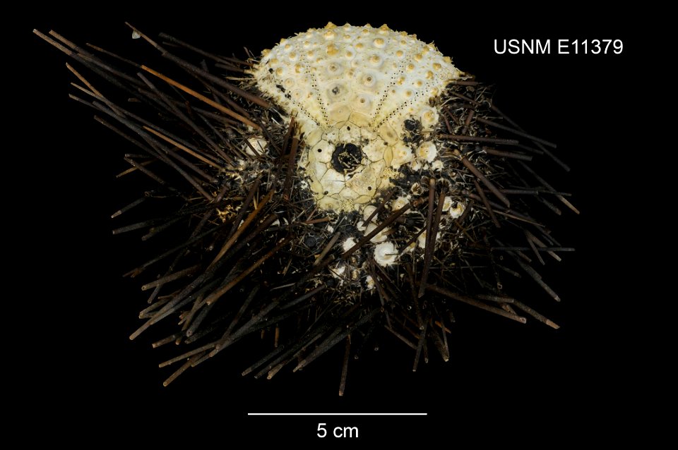 PRESERVED_SPECIMEN; Preparations:	Dry; Centrostephanus sylviae Fell, 1975; Individual count:	1; Type status:	HOLOTYPE; Identified by:	Fell, F. J.; Event date:	19660112T00:00:00Z; Additional descriptio