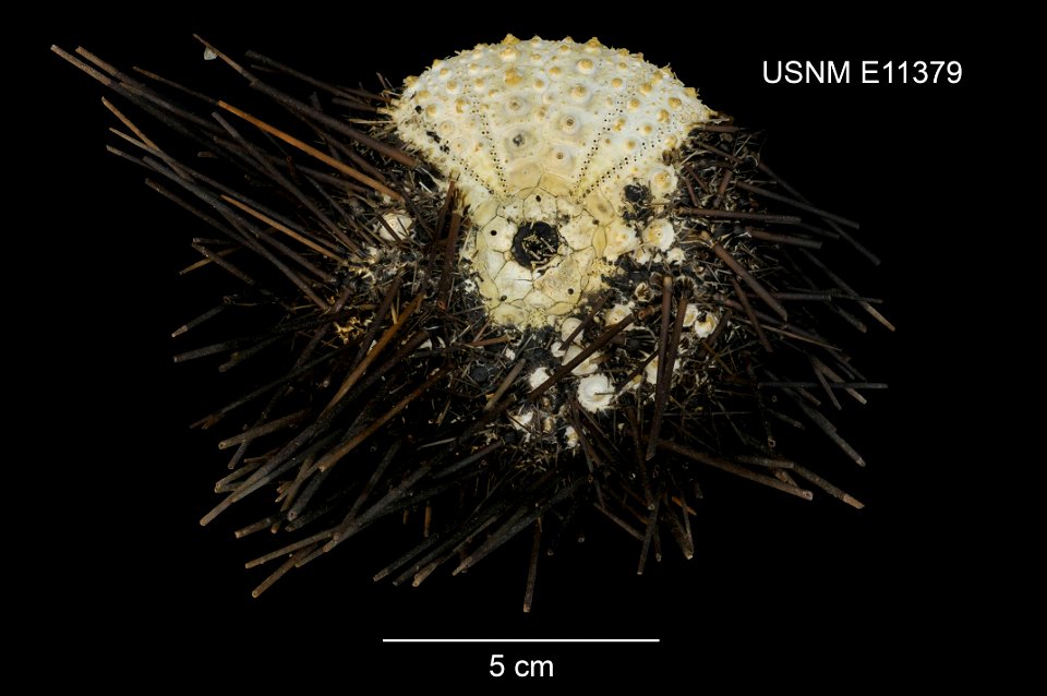 PRESERVED_SPECIMEN; Preparations: Dry; Centrostephanus sylviae Fell, 1975; Individual count: 1; Type status: HOLOTYPE; Identified by: Fell, F. J.; Event date: 19660112T00:00:00Z; Additional descriptio photo