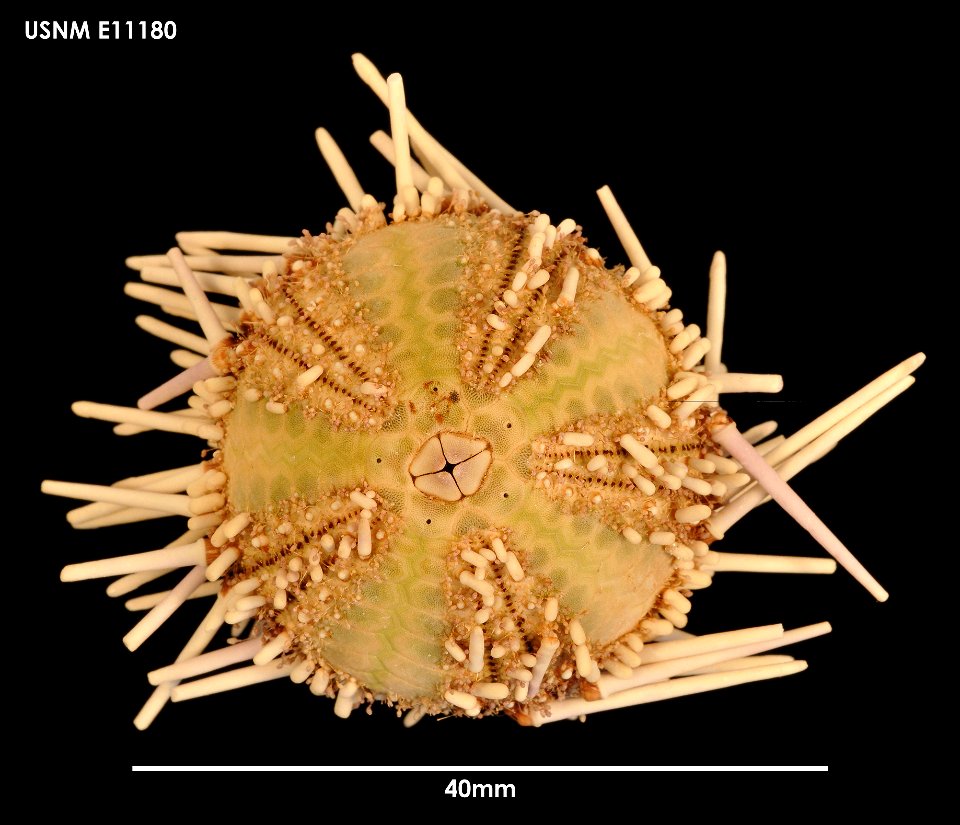 PRESERVED_SPECIMEN; Preparations:	Dry; Arbacia dufresnii (Blainville, 1825); Individual count:	2; Type status:	 (no data); Identified by:	Chesher, R. H.; Event date:	19640206T00:00:00Z; Additional des