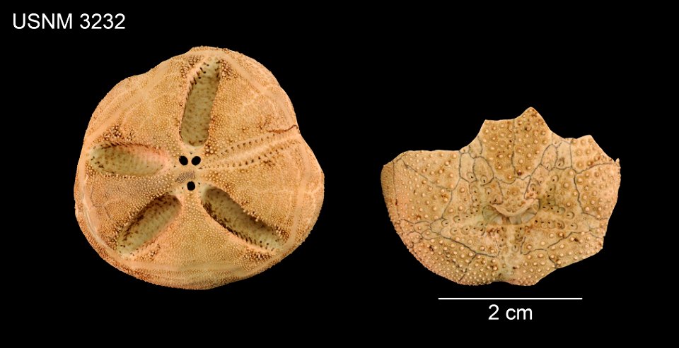 PRESERVED_SPECIMEN; Preparations:	Alcohol (Ethanol); DRY; Hemiaster cordatus Verrill, 1876; Individual count:	10; Type status:	SYNTYPE; Identified by:	Verrill, Addison E., Peabody Museum, Yale; Event 