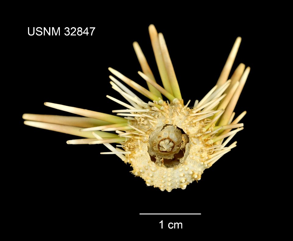 PRESERVED_SPECIMEN; Preparations: Dry; Hemipedina pulchella A.Agassiz & H.L.Clark, 1907; Individual count: 1; Type status: SYNTYPE; Identified by: Agassiz, Alexander E.; Clark, Hubert L.; Event da photo